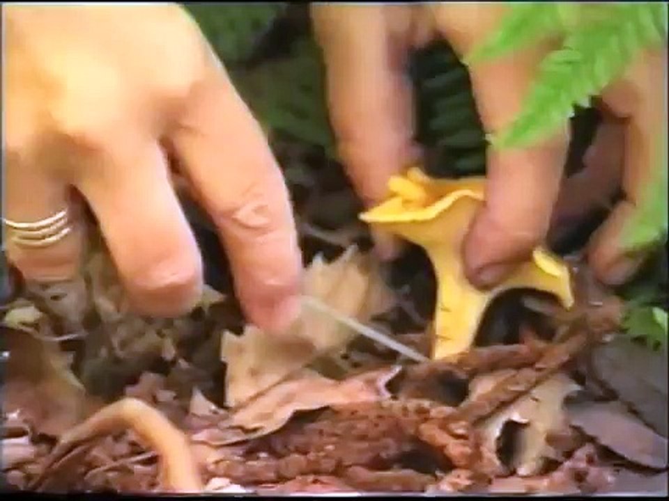 Identify Wild Mushrooms & Edible Mushrooms With Peter Jordan