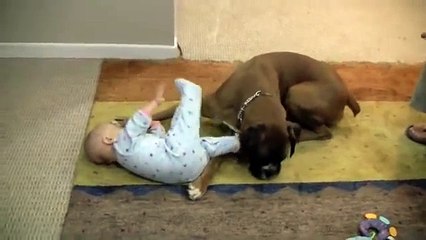 Linus the Boxer loves his baby - video Dailymotion