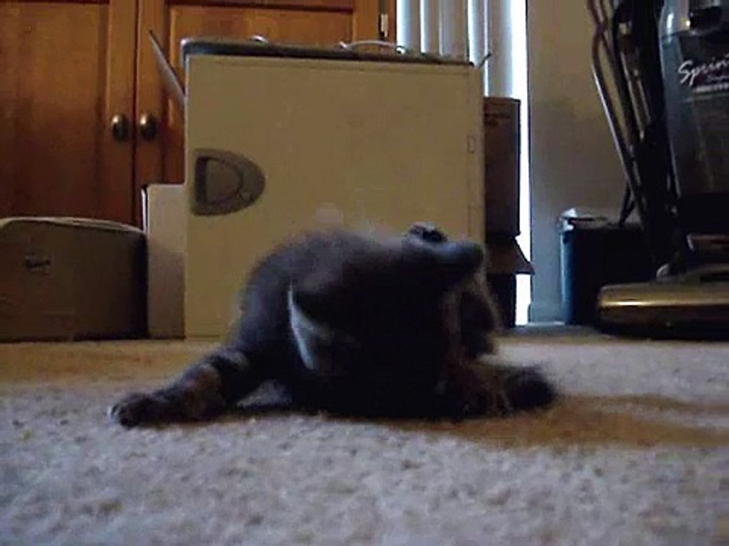 ⁣ADORABLE Lil' 6-7 Week Old Baby Feral Kitten Playing & Stuff