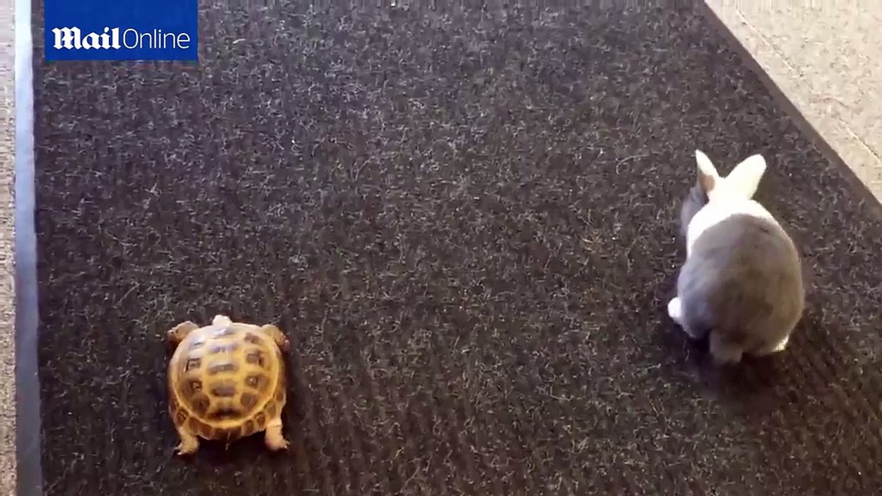 Dunya News - Who will win? Real life race between tortoise and rabbit