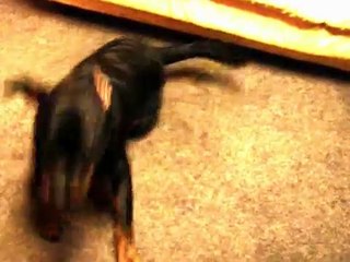 Cute Rottweiler puppy goes crazy after a bath