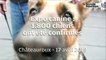 VIDEO. Expo canine : 1.800 chiens confirmés à Châteauroux