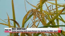 Global warming could cause Korean rice shortage in 2050: report
