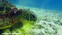 Hawaii Green Sea Turtle Eating - Cool Video, Oahu Diving