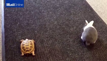 Who will win- Real life race between tortoise and rabbit.