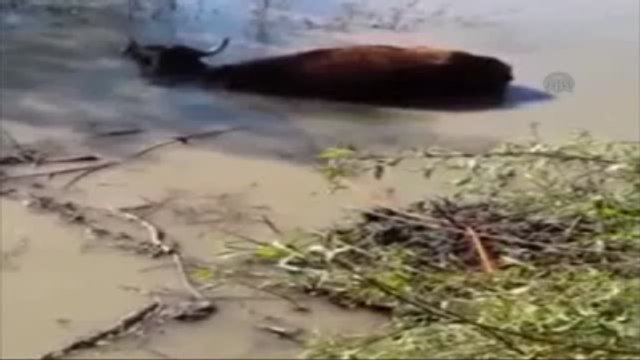 Çamura Saplanan İneği İtfaiye Ekipleri Kurtardı