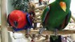 Killian Flirting with Kaleena - Eclectus Parrots