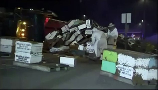 Un camion transportant du miel et des abeilles se renverse au milieu de la route aux USA.