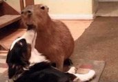 JoeJoe the Capybara Pins a Collie Down for Kisses