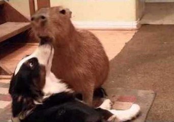 JoeJoe the Capybara Pins a Collie Down for Kisses