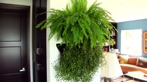 Woolly Pocket - Instant Living Walls with the Wally modular living wall system
