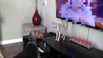 My 6 month old Sphynx cat does not recognize my dog after being groomed