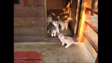 In Loving Memory Giant