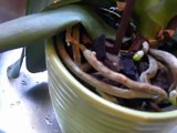 HOW TO WATER a Phalaenopsis ORCHID in Bark medium.