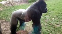 Gorilla breaks zoo barrier glass while charging towards family