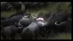 ʬ Animal Planet  | Discovery Channel | Wild Life Documentary 2015 | National Geographic Wildlife #4