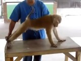 monkey push ups exercise funny push up monkey exercise video