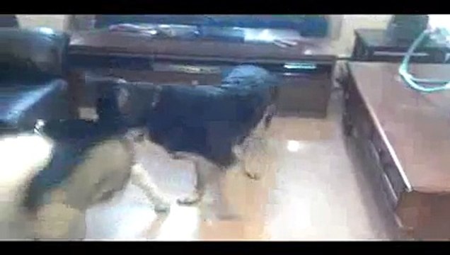 German Shepherd Protecting Newborn Baby