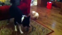 Border Collie playing with Bichon Frise puppy