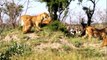 Lionesses fight the male lion to protect their cubs