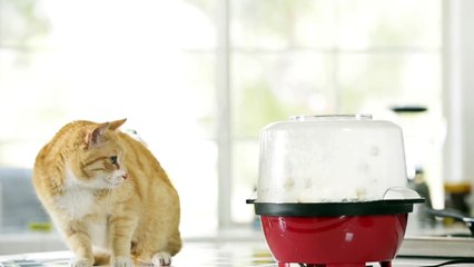 The Hard (and Soft) Truth About Dry Cat Food