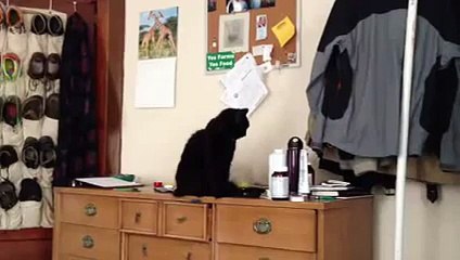 Teddy The Asshole Cat