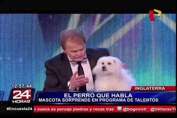 VIDEO: perra que "habla" con su  dueño sorprende en reality de talentos