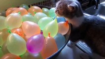 Munchkin Cat Pops Water Balloons