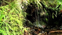 Rakiura Track - Stewart Island, New Zealand (Great Walks Track Profile 9 of 9)