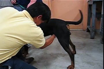 Collection of canine semen