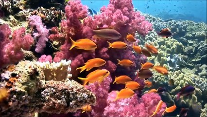 Tarjeta de cumpleaños(pintando sueños)