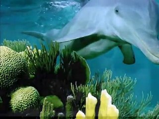 E mi manchi tanto   alunni del sole