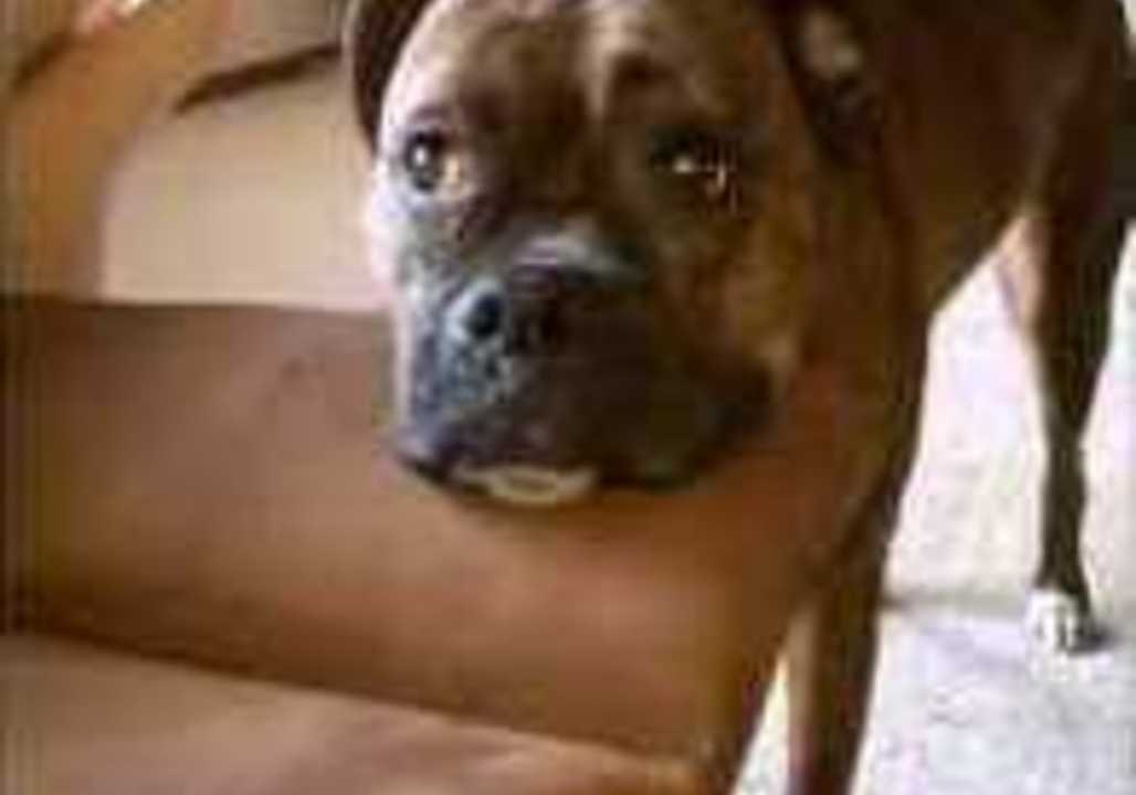 Whining Dog Wants to Play