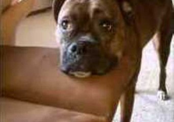 Whining Dog Wants to Play