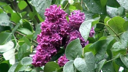 IS THERE HOPE FOR MY WOUNDED HEART