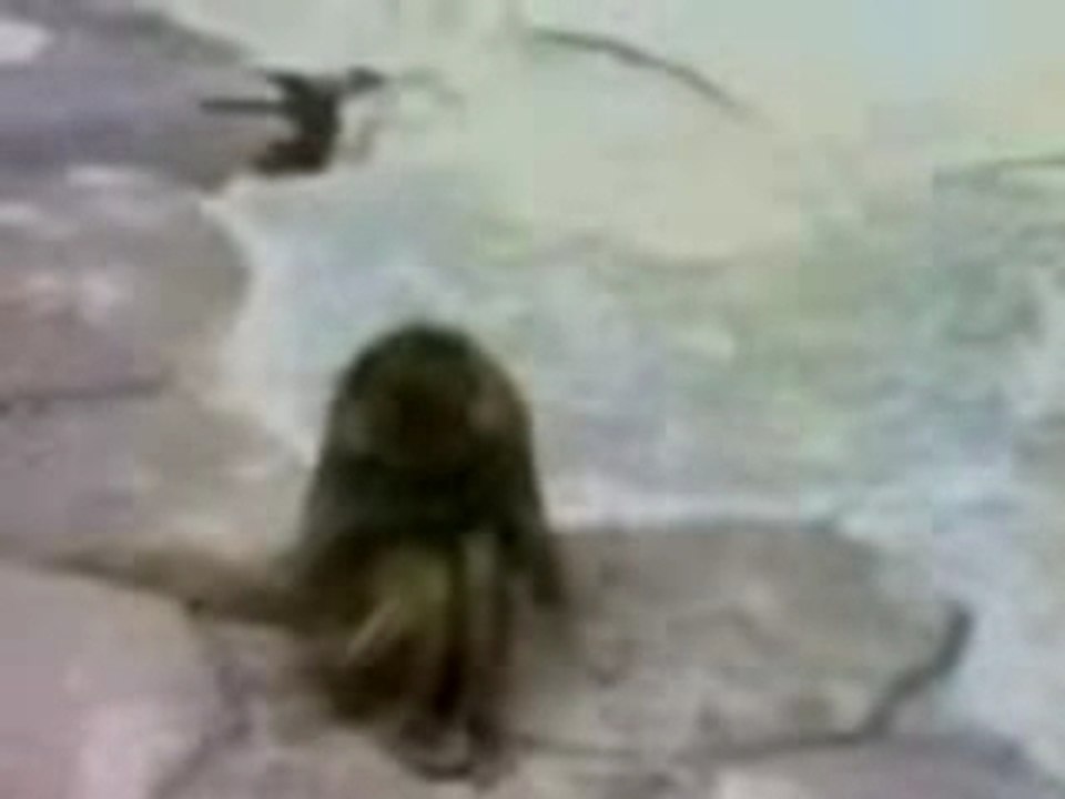 Singe-miroir.wmv
