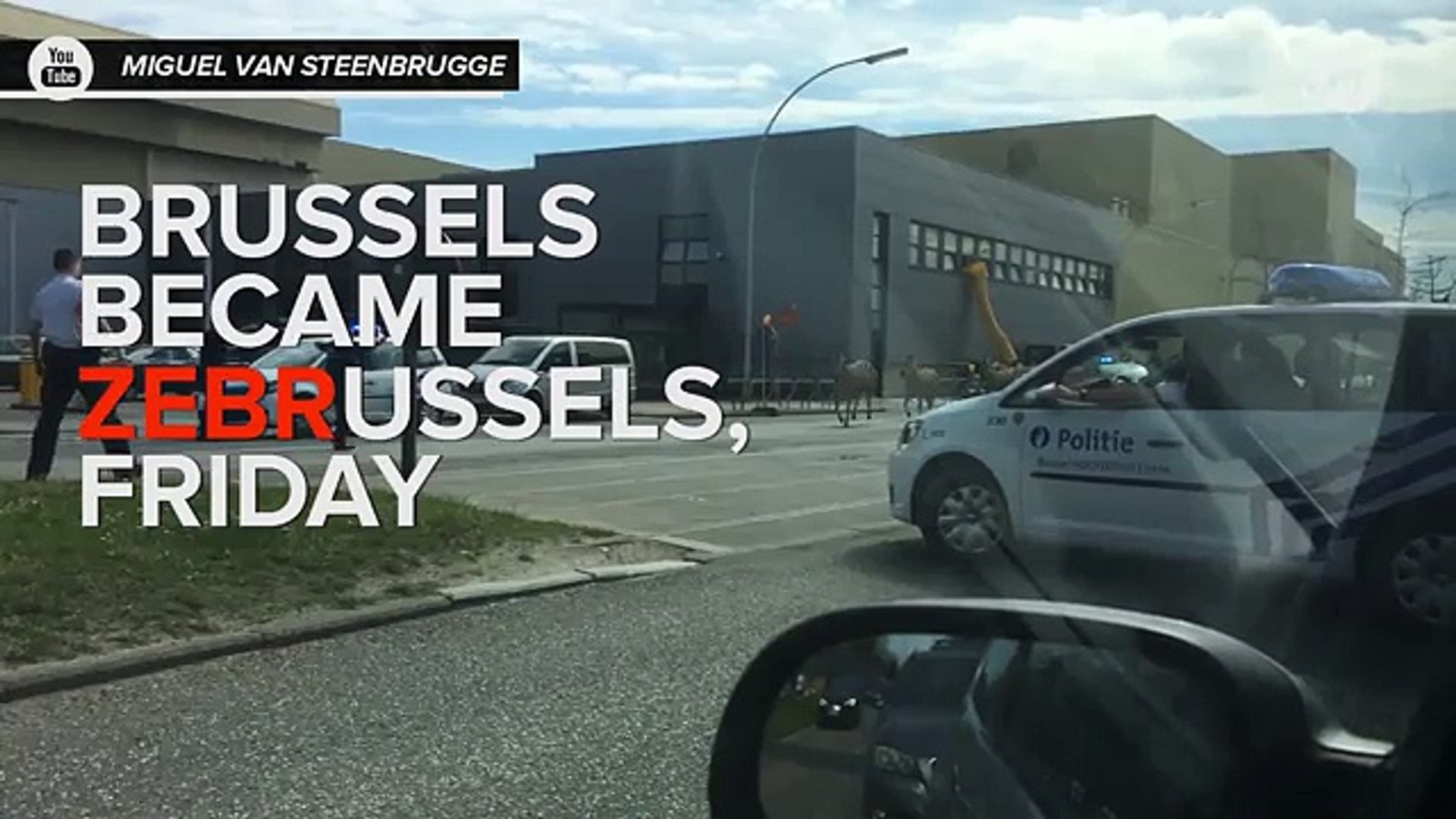 ⁣Escaped Zebras Take Over Brussels