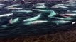 Beluga Whales at Arctic Watch Wilderness Lodge