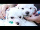 Cuddle With These Precious Bichon Frise Puppies
