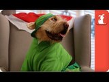 Mariah Carey - All I Want For Christmas Is You (Dog Parody)