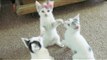 Kittens Play With Earbuds, Appreciate High Quality Stereo Sound
