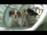 Cavalier King Charles Spaniel Puppies In a Tunnel!