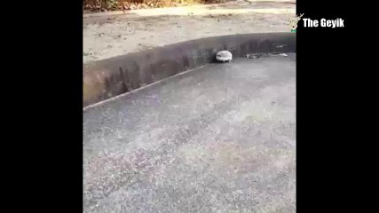 Yazın Mahalle Arasında Görebileceğiniz Minik Dostlar