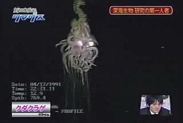 A weird sea creature - Siphonophorae