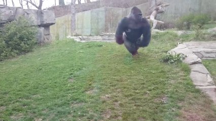 Gorilla Silverback attacks Zoo
