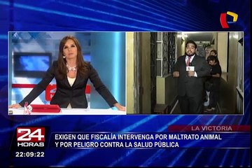 La Victoria: más de 12 perros abandonados en vivienda indignan a vecinos