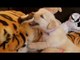 Golden Retriever Puppies in a Pile of Stuffed Animals