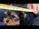 Measuring a Yorkie Puppy with a Measuring Tape