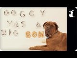 Robin Thicke - Blurred Lines / Furred Lines - PET PARODY