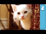 80 Seconds of Cute Siamese Kittens - Kitten Love